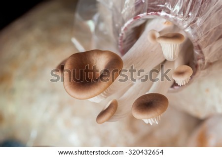 Closeup Mushroom  in cube mushroom at mushroom farm.