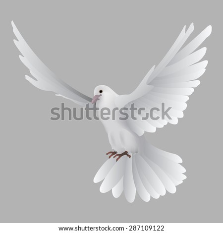 Dove/pigeon
