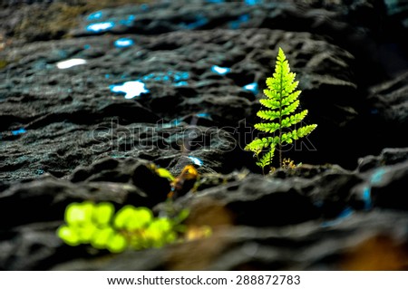 Plant on rock