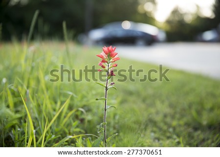 One red flower on grass in parking lot