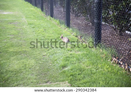 Rabbit in a field with a fence