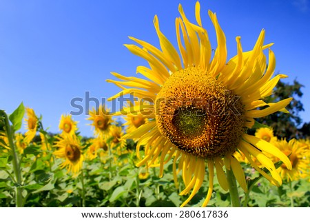 Hello sunshine\
- Focus on center of flower