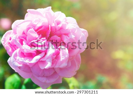 Morning pink rose with bright light - soft focus on rose