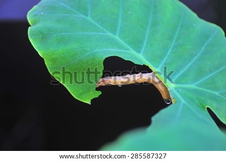 a caterpillar eating a leaf.