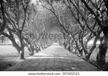 tree lined road,black and white background.