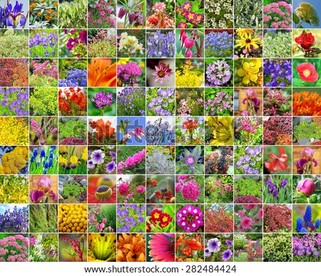 Decorative cultivated flowers. A collage from square photos