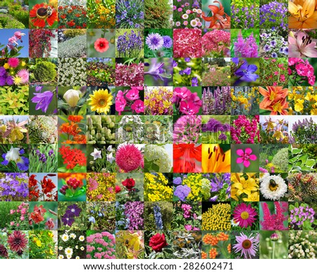 The decorative cultivated flowers which are grown up in gardens of Siberia. A collage from square photos