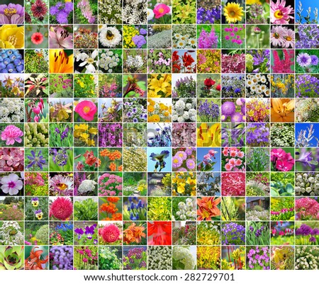 The decorative cultivated flowers which are grown up in gardens of Siberia. A collage from square photos
