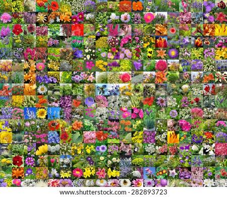 Decorative cultivated flowers of Siberia. A collage from square photos