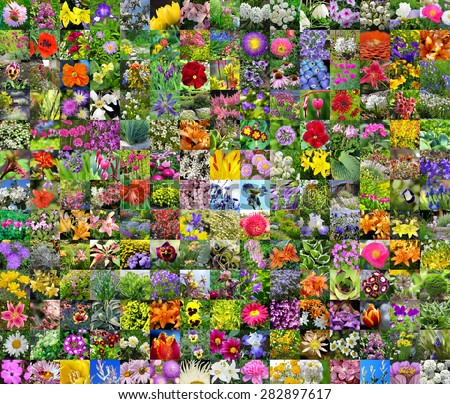 Decorative cultivated flowers of Siberia. A collage from square photos