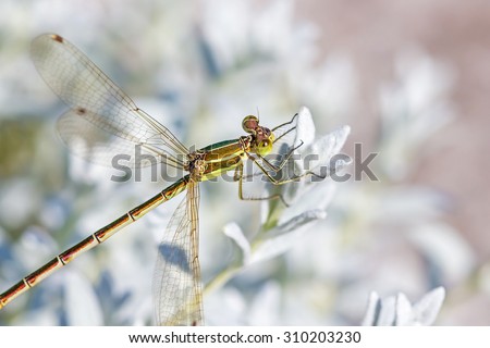 Flying insects Siberia Dragonfly family Lutke (Latin name Lestidae)