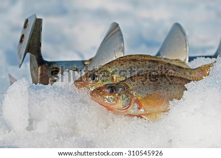 Ruff ordinary (Latin name Gymnocephalus cernuus). The catch two fish on the snow and ice screws
