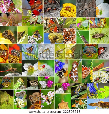 A collage of photos of insects living on teritoriji Russia in natural environment