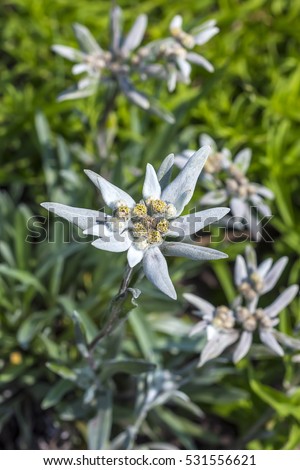Edelweiss (lat. Leontopodium) genus of dicotyledonous herbaceous plants of the Aster family (Asteraceae). Plant in flowering period