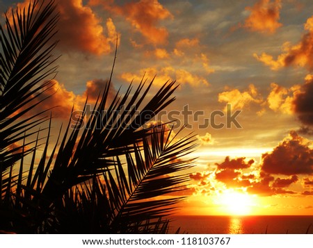 Awesome Golden Sunset on the Sea with Palm tree