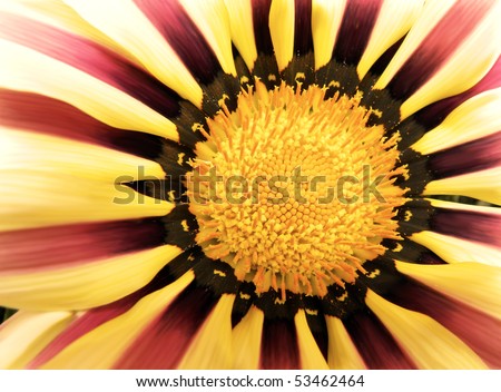 Yellow and red Flower Background