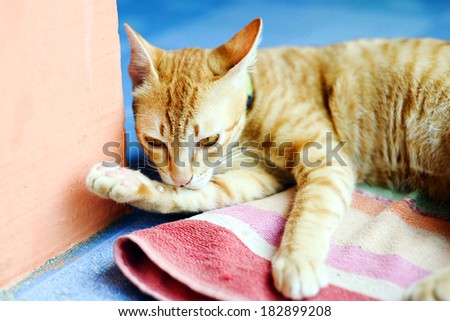 ginger cat washing its leg