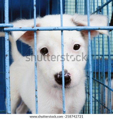 small dog in the cage