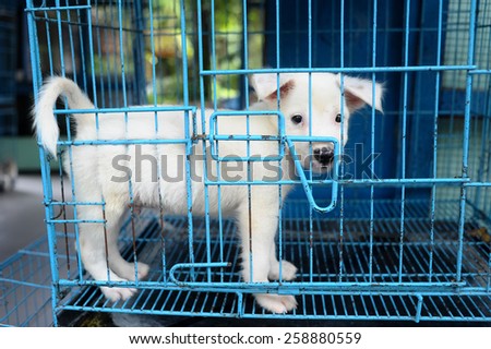Small dog in the cage