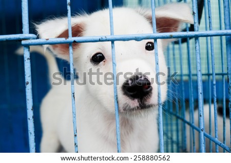 Small dog in the cage