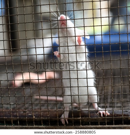 white rat in the cage