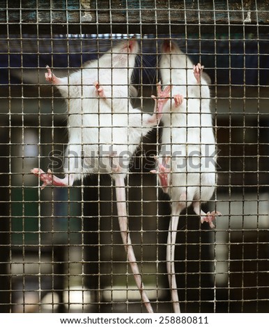 white rat in the cage
