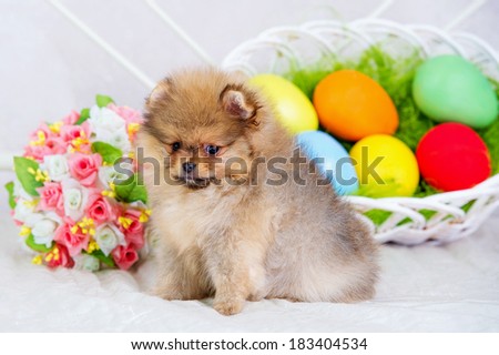 Easter eggs and fluffy spitz dog puppy