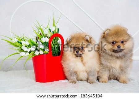 Couple of cute puppies with spring flowers