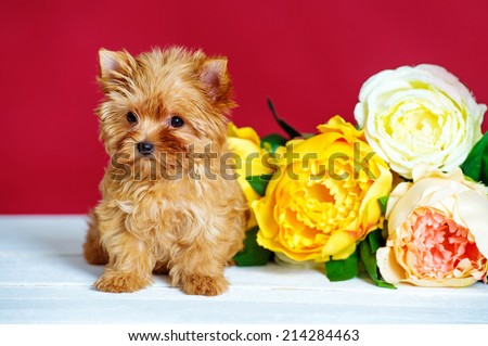 Funny little dog with flowers