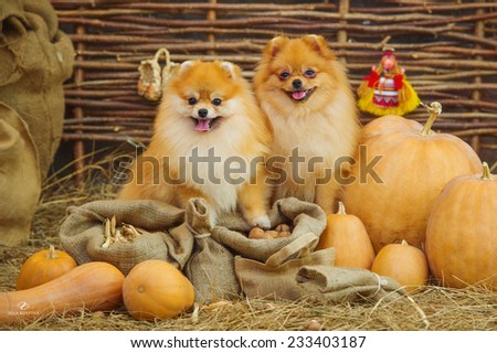Cute spitz dogs and autumn harvest decoration