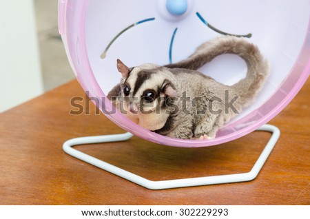 fat sugar glider exercise on wheel outdoor.