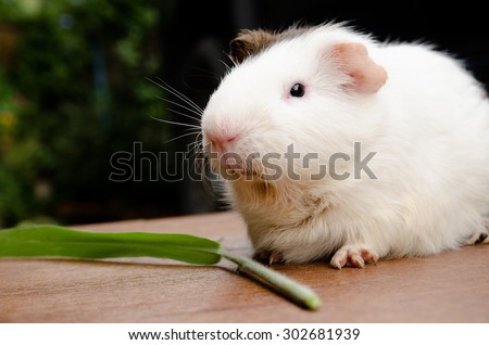 fat guinea pig want to eat grass on desk at out door.