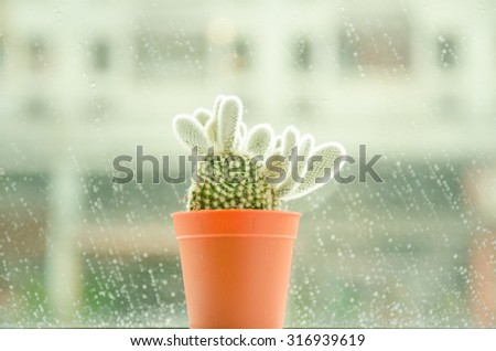 Soft focus and grain tone for a Cactus name Opuntia microdasys (angel\'s-wings, bunny ears cactus, bunny cactus or polka-dot cactus) in rain background.
