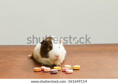 Guinea pig sitting on the desk,went eating milk snack for pet. A popular household pet.