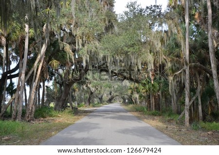 Live Oak covered road in central Florida