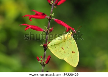 stock photo : a clouded yellow butterfly in a botanical
