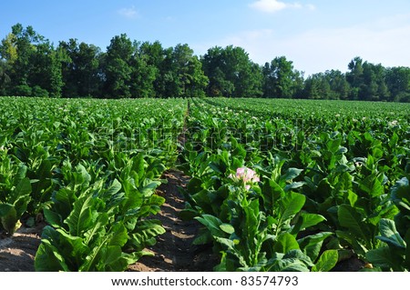 Tobacco North Carolina