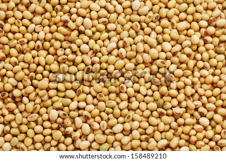 Soy Bean Background Texture Detail