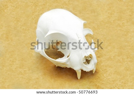 cat skull on grunge background
