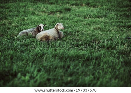 two sheep resting on green lawn