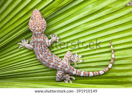 Spotted gecko on a green leaf palm.
