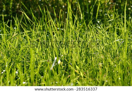 Green ecology background
