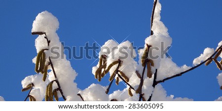 Winter tree, Pictures on a tree with snow