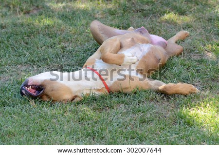 Amstaff dog sleeping on a back on a grass. Dog`s afternoon