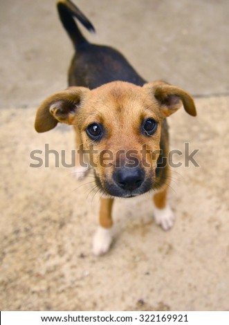 Cute puppy looking at camera. Animal theme