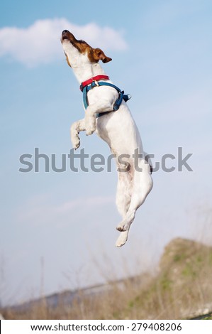 Young Jack Russell Terrier dog jumps high in the park