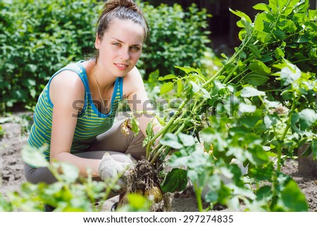 Young woman working in garden, harvesting eco potatoes