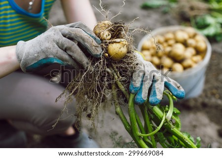 Hands in gloves harvesting fresh bush unwashed organic potatoes from the soil. Close up, soft-focus.