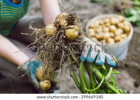 Woman hands in gloves harvesting fresh bush unwashed organic potatoes from the soil. Close up, soft-focus.