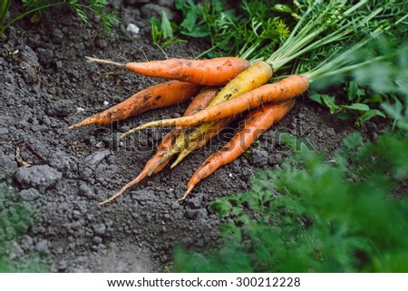 New harvest of ecologically clean orange organic carrots, which is lying on the soil, in the garden, close up